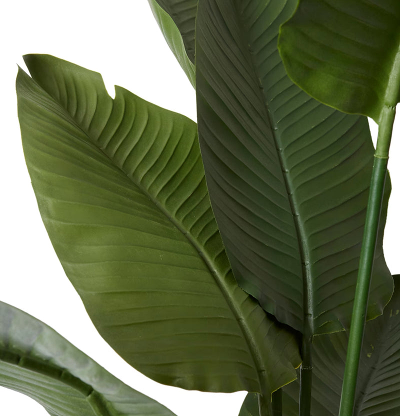 Bird Of Paradise - Indoor/Outdoor