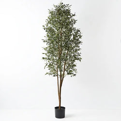 Olive Tree 2m