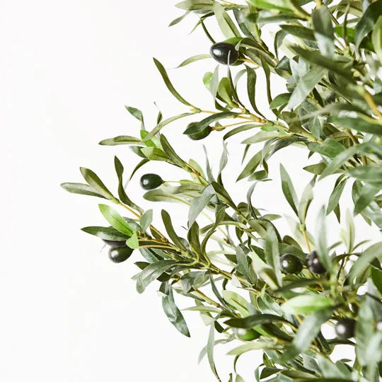 Olive Tree 2m