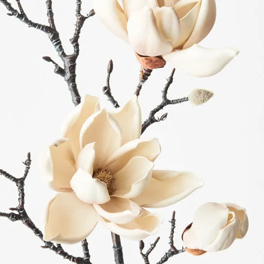 Magnolia Japanese Spray - Cream