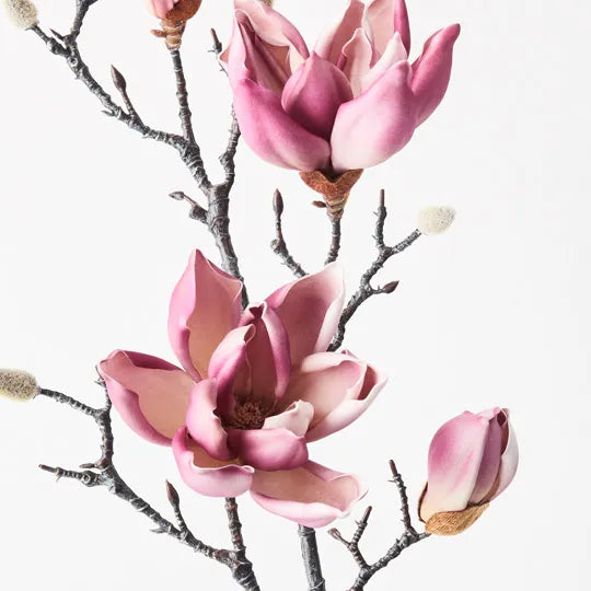 Magnolia Japanese Spray - Plum