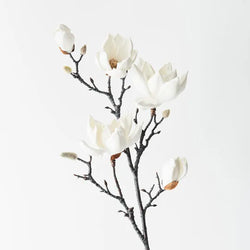 Magnolia Japanese Spray - White