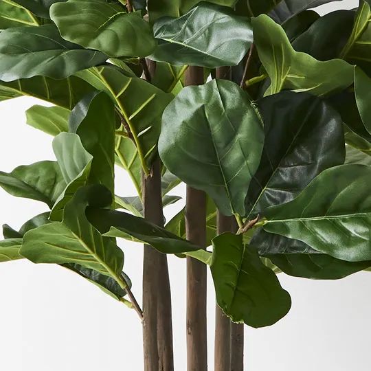 Fiddle Leaf Tree